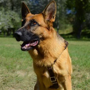 Коричневая кожаная шлейка для немецкой овчарки «Daily Walk»